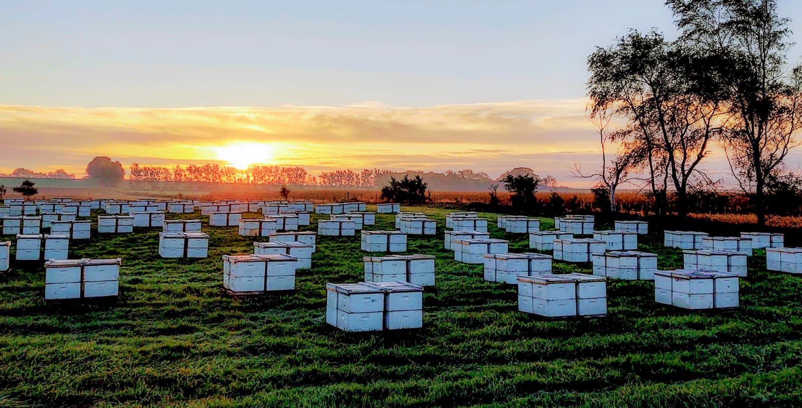 Windmill Honey Farm landscape